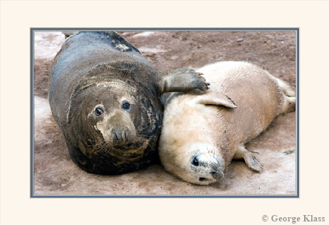 0727-Seals-small02