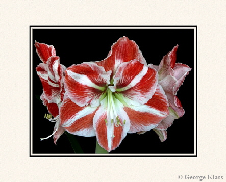 4829-Amaryllis-small02